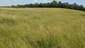 Hay Pasture 1/2 mile South at RR Tracks